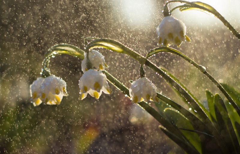 подснежники, весна, цветы photo preview