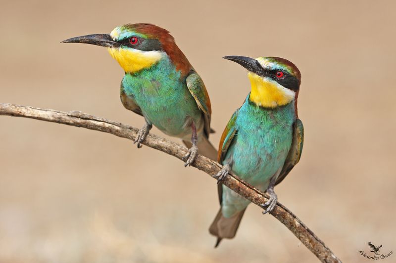 золотистая, щурка. Двое из норы. фото превью