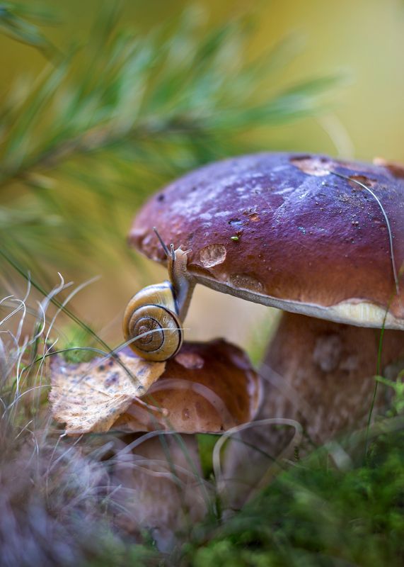 лесные истории, про улитку, белый гриб, осень, лес, моя беларусь Трюфель?Неееет, белый!)) фото превью