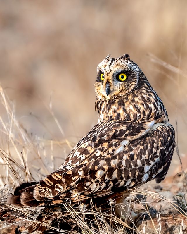 #nature #birds #wildlife Short eared owl photo preview