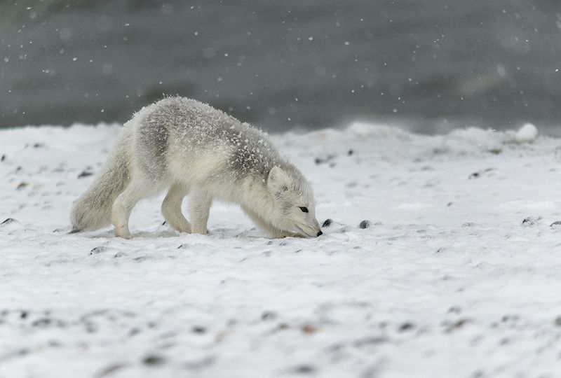чукотка,арктика,север,песец белый,песец полярный, северная лиса В поисках вкусненького....photo preview