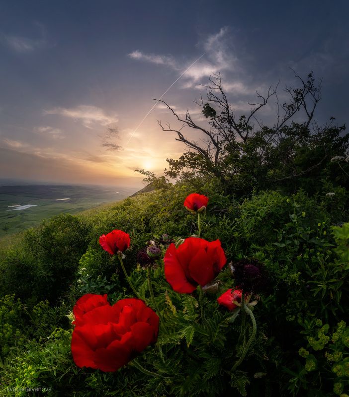 маки, закат, Бештау, закат, КМВ Упал на землю маковый закат... photo preview