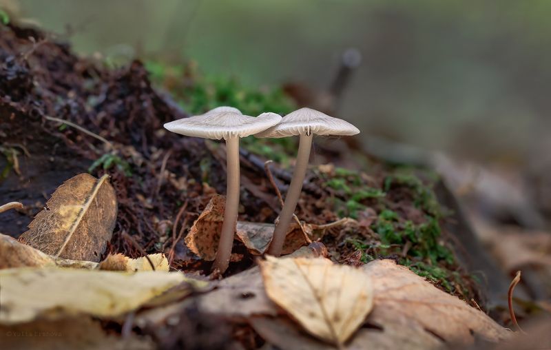 грибы, макро, macro Не бойся, я с тобойphoto preview