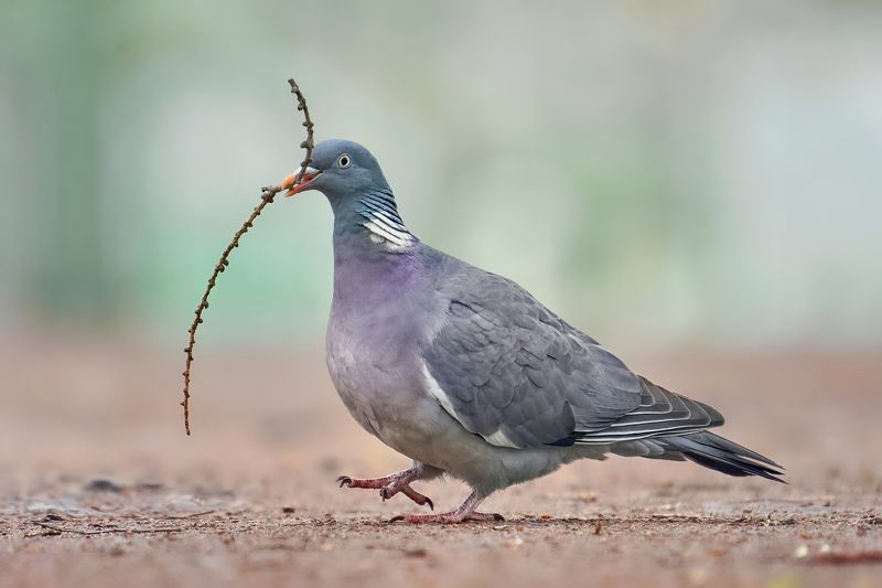 wood pigeon,woodpigeon,pigeon,вяхирь,витютень,лесной голубь,голубь,Columba palumbus, Вяхири фото превью