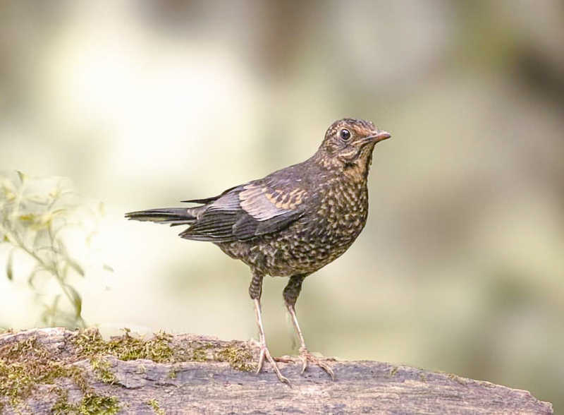 Grey Winged Blackbirdphoto preview