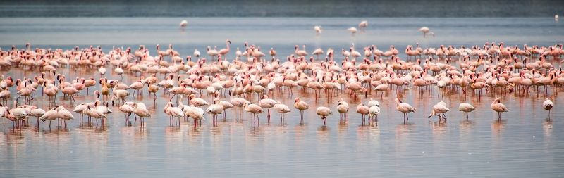 Фламинго Розовый горизонтphoto preview