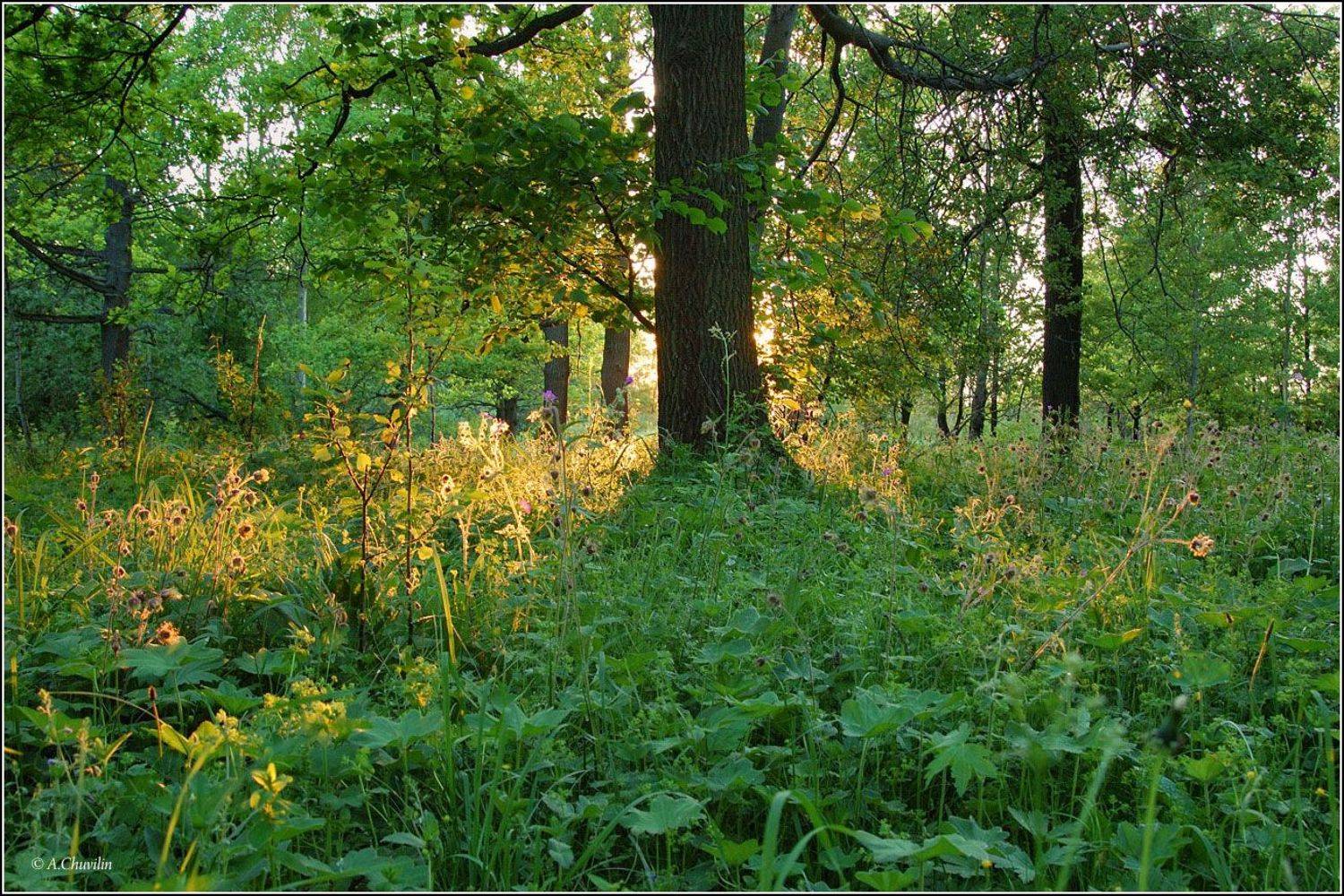 лето,июль,вечер,закат, Александр Чувилин