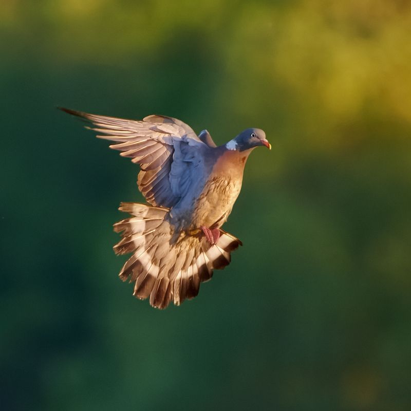 #bird #wildlife #nature #birdphotography Вяхирьphoto preview