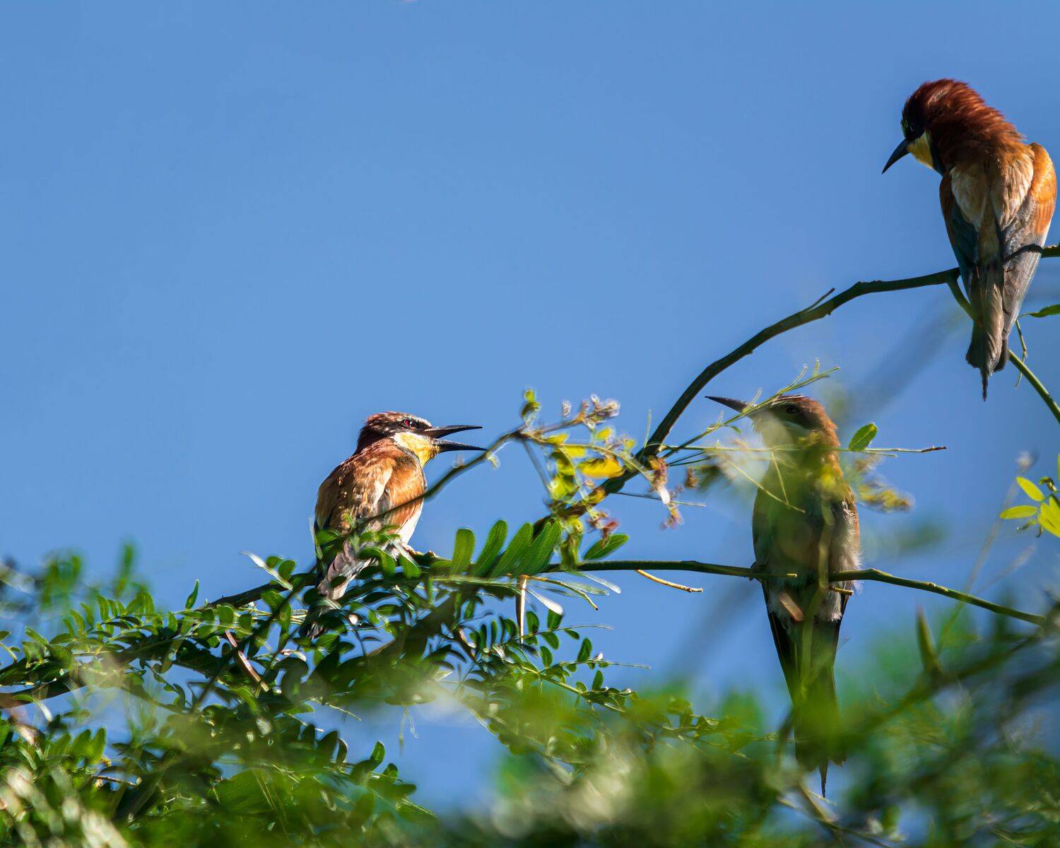 щурки, золотистые, Алексей Рыльский