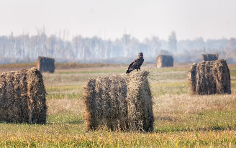 хищная птица, канюк, охота, лягушка, сено, поле, КАНЮК (серия)photo preview