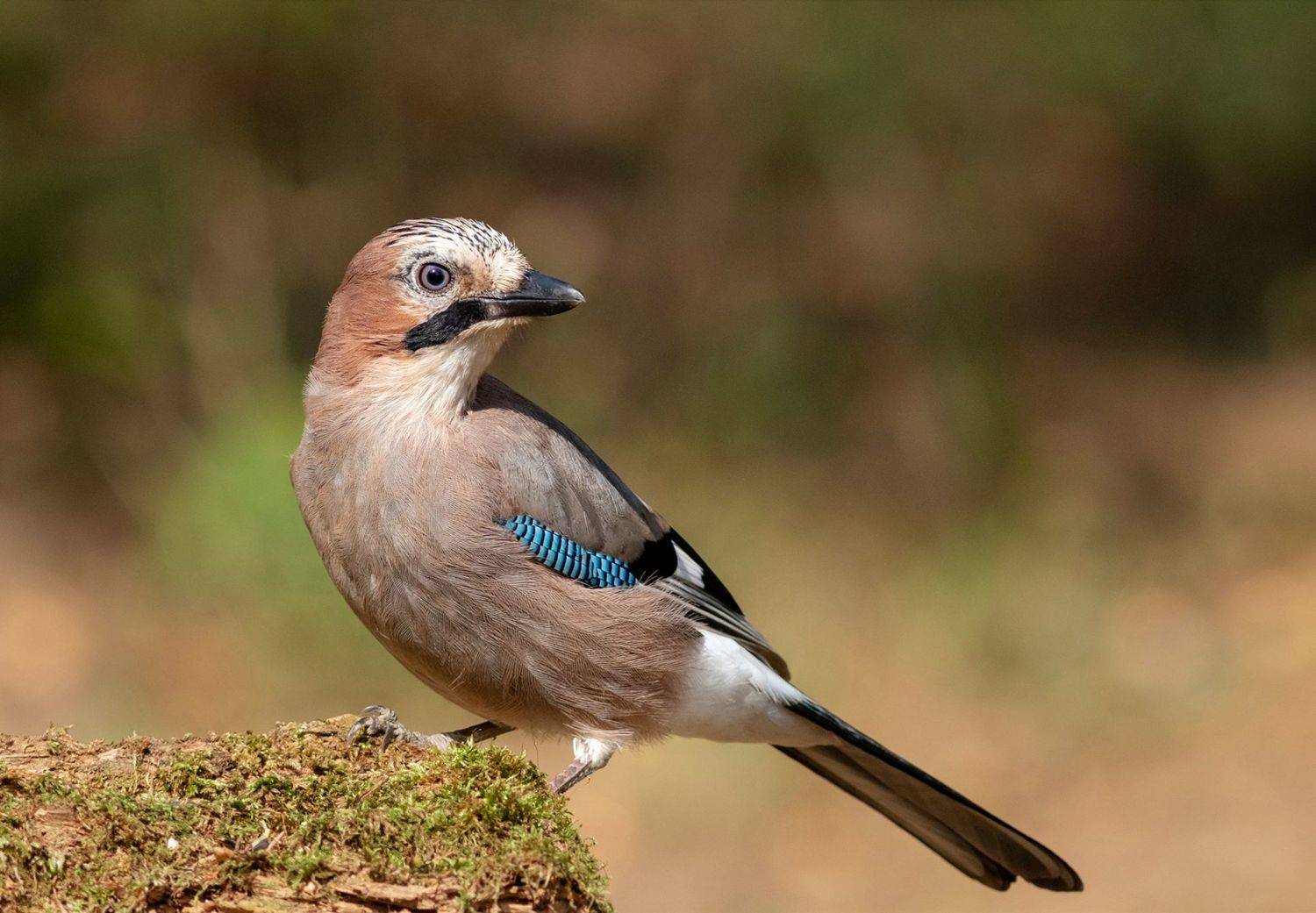 Сойка, птица, фотоохота, птицы, birds,, Павел Краснослободцев