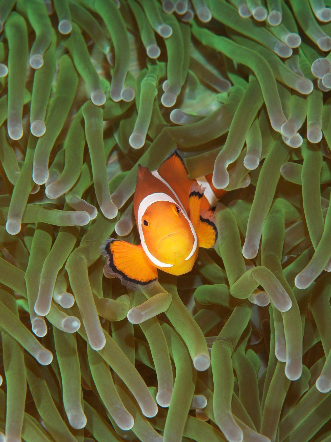 Автор: Dmitry Chikishev , Dmitry Chikishev