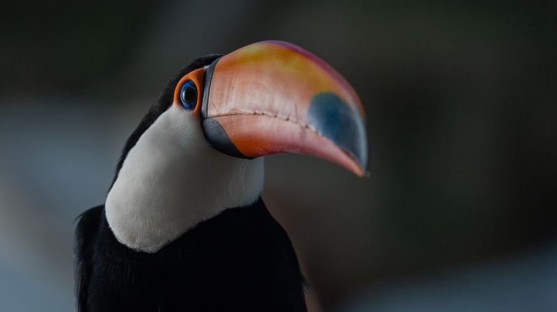 toucan, toco toucan, bird, birds, birdwatching, nature, animals,  Toco toucanphoto preview