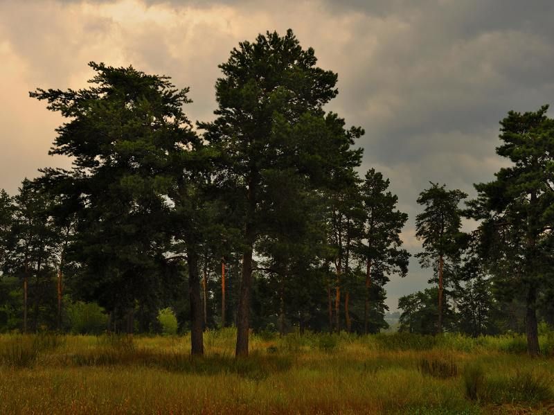 Сосны...photo preview