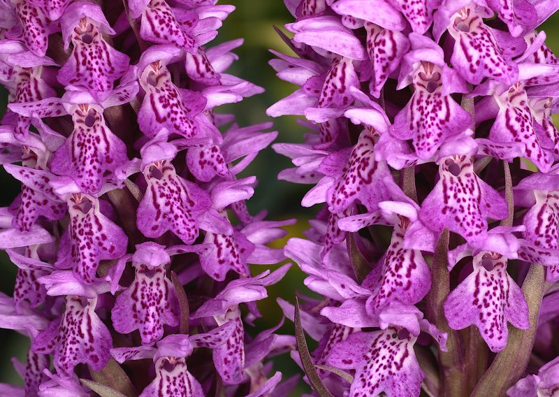 орхидеи Dactylorhiza baltica фото превью