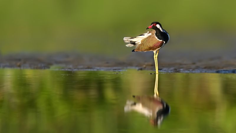animal,wildlife,birds Red-wattled lapwingphoto preview