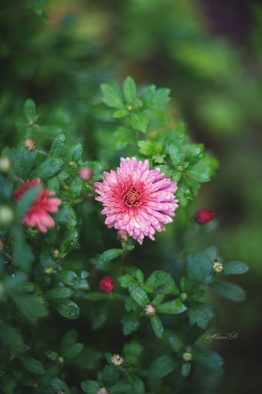 Краски осенних хризантемphoto preview