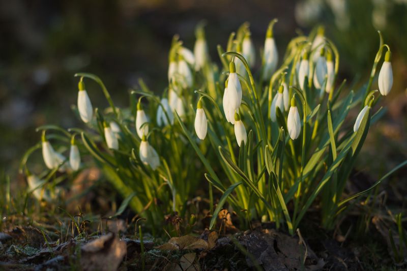 подснежники, весна, цветы photo preview