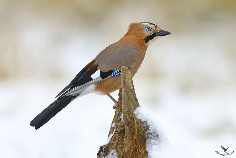 сойка Смотрящийphoto preview