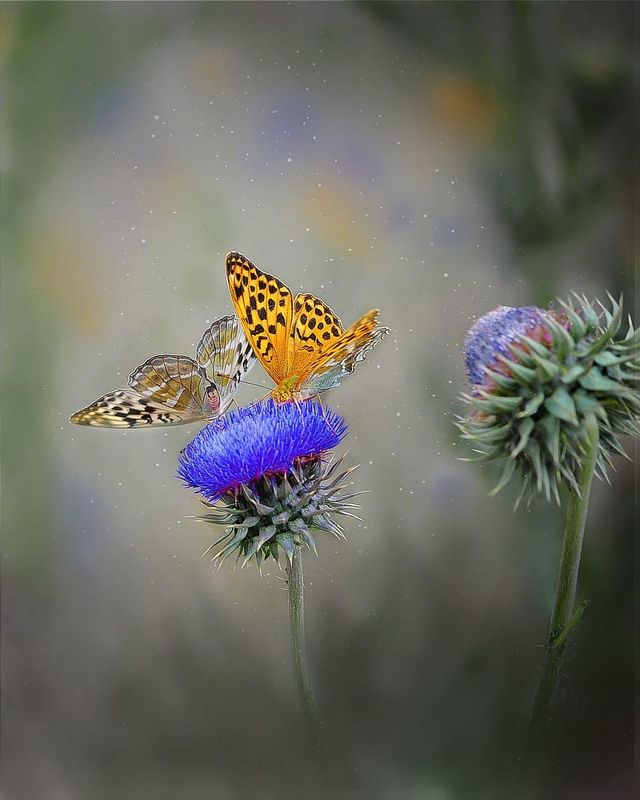 еще бабочкиphoto preview