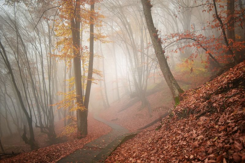 Осенняя сказкаphoto preview