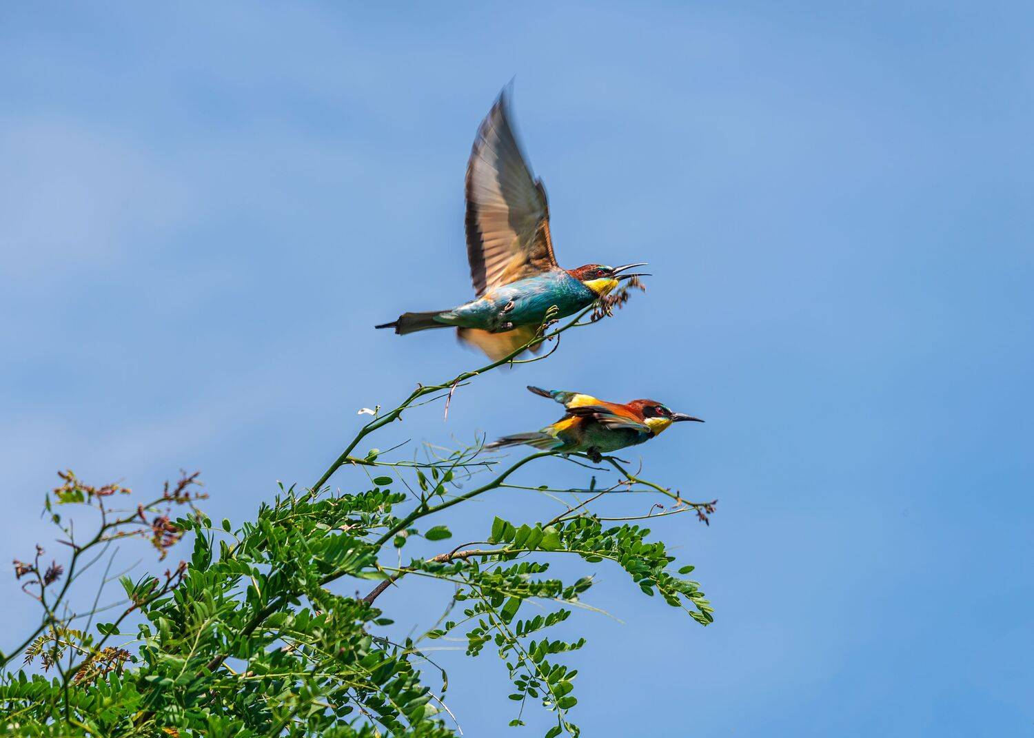 щурки, золотистые, Алексей Рыльский