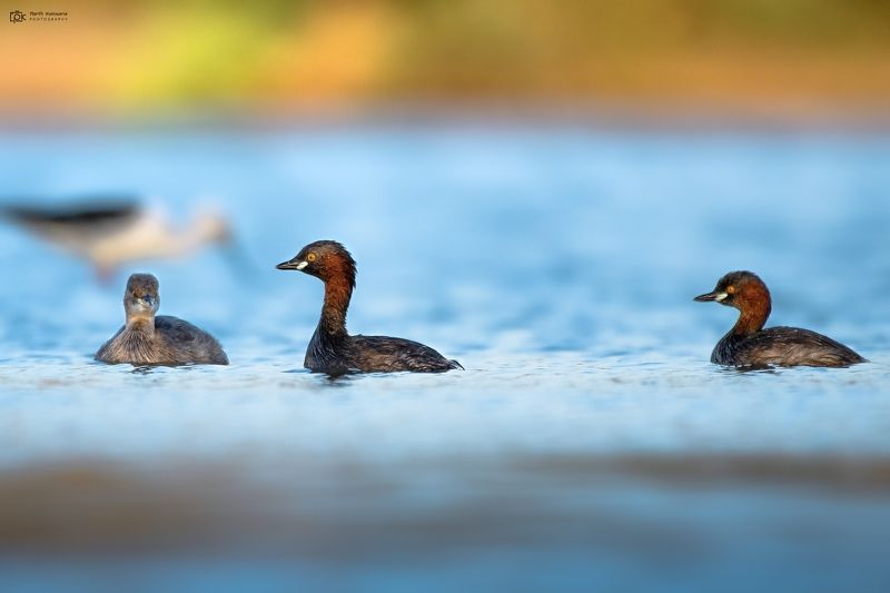 little grebe, tachybaptus ruficollis, grk, greater rann of kutch, nature, 35awards, 35photo, wildlife, birds, birds of india, parth kansara, parth kansara wildlife, indian wildlife, photo, photography, kutch, birds of kutch, nakhatrana, kutch wildlife, Little Grebe (Tachybaptus ruficollis)photo preview