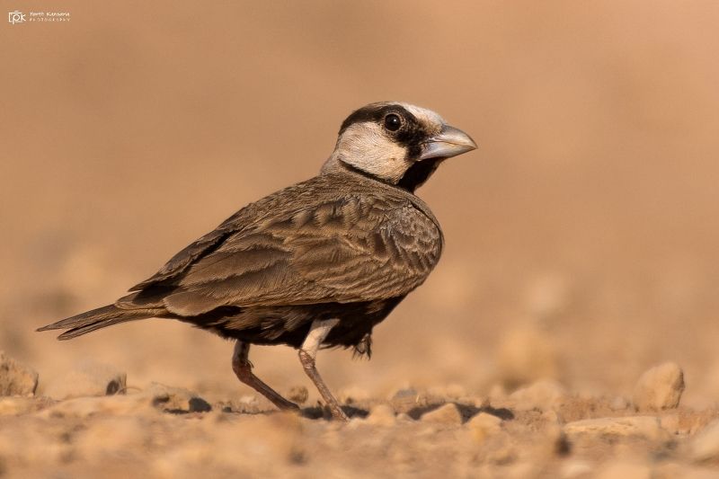 ashy-crowned sparrow-lark, eremopterix griseus , grk, greater rann of kutch, nature, 35awards, 35photo, wildlife, birds, birds of india, parth kansara, parth kansara wildlife, indian wildlife, photo, photography, kutch, birds of kutch, nakhatrana, kutch w Ashy-crowned Sparrow-Lark / Ashy-crowned Finch-Lark (Eremopterix griseus)photo preview