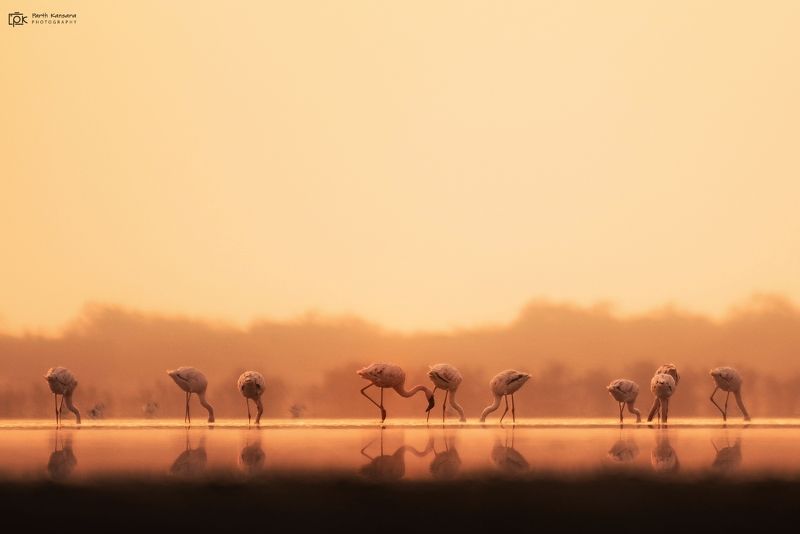 lesser flamingo, phoeniconaias minor, grk, greater rann of kutch, nature, 35awards, 35photo, wildlife, birds, birds of india, parth kansara, parth kansara wildlife, indian wildlife, photo, photography, kutch, birds of kutch, nakhatrana, kutch wildlife, Lesser Flamingo (Phoeniconaias minor)photo preview