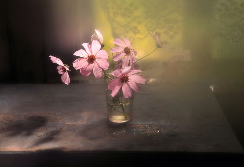 космея, свет, лето В объятиях светаphoto preview