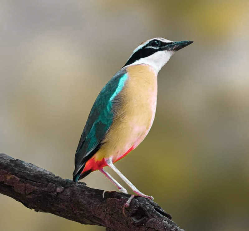 Indian Pittaphoto preview