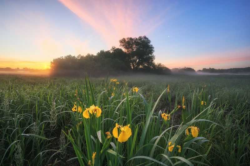 2022, россия, калужская область, лето, цветы, утро, туман, деревья, луна, облака ***photo preview