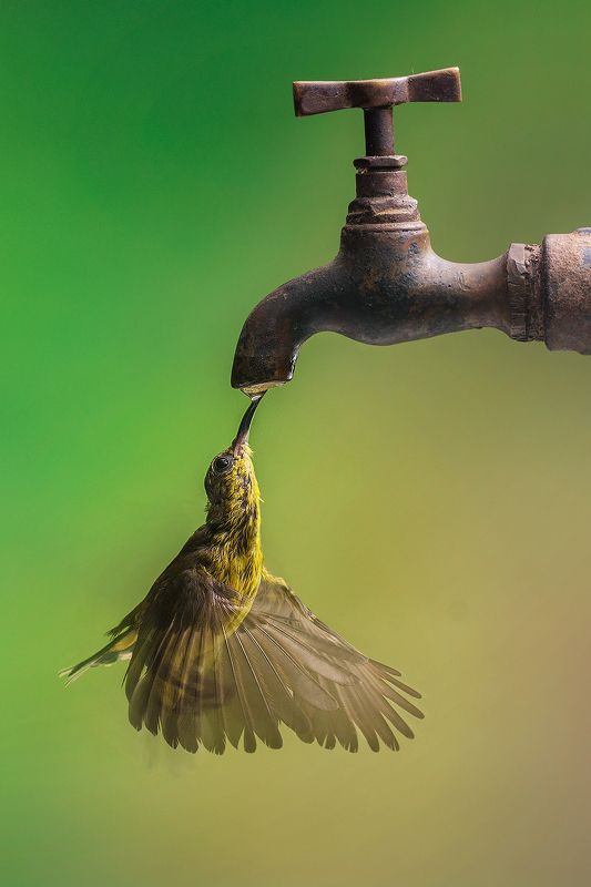 Sunbird  Thirsty photo preview