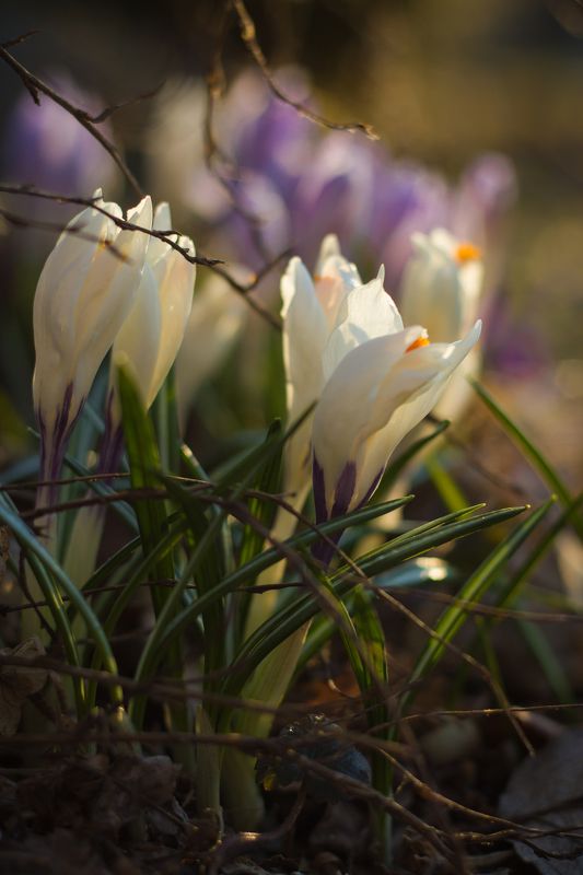 крокусы, подснежники, весна, цветы photo preview