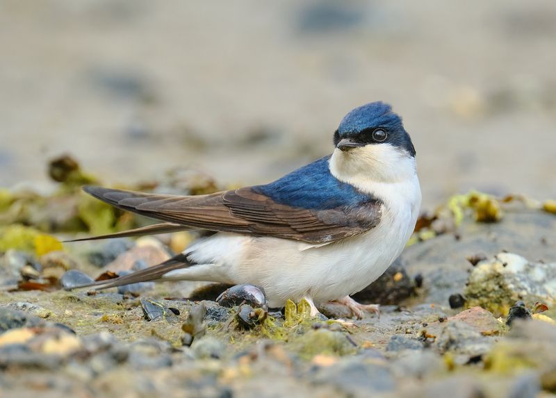 #bird #wildlife #nature #birdphotography Воронок, или городская ласточкаphoto preview