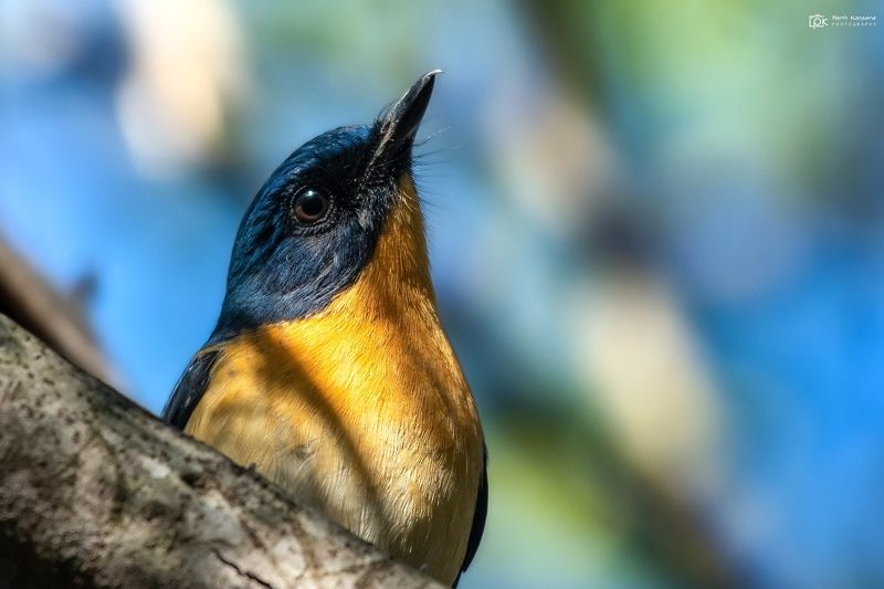 tickell\'s blue flycatcher, cyornis tickelliae, grk, greater rann of kutch, nature, 35awards, 35photo, wildlife, birds, birds of india, parth kansara, parth kansara wildlife, indian wildlife, photo, photography, kutch, birds of kutch, nakhatrana, kutch wil Tickell\'s Blue Flycatcher (Cyornis tickelliae)photo preview