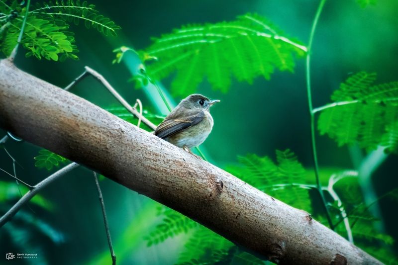 brown-breasted flycatcher, muscicapa muttui, grk, greater rann of kutch, nature, 35awards, 35photo, wildlife, birds, birds of india, parth kansara, parth kansara wildlife, indian wildlife, photo, photography, kutch, birds of kutch, nakhatrana, kutch wildl Brown-breasted Flycatcher (Muscicapa muttui)photo preview