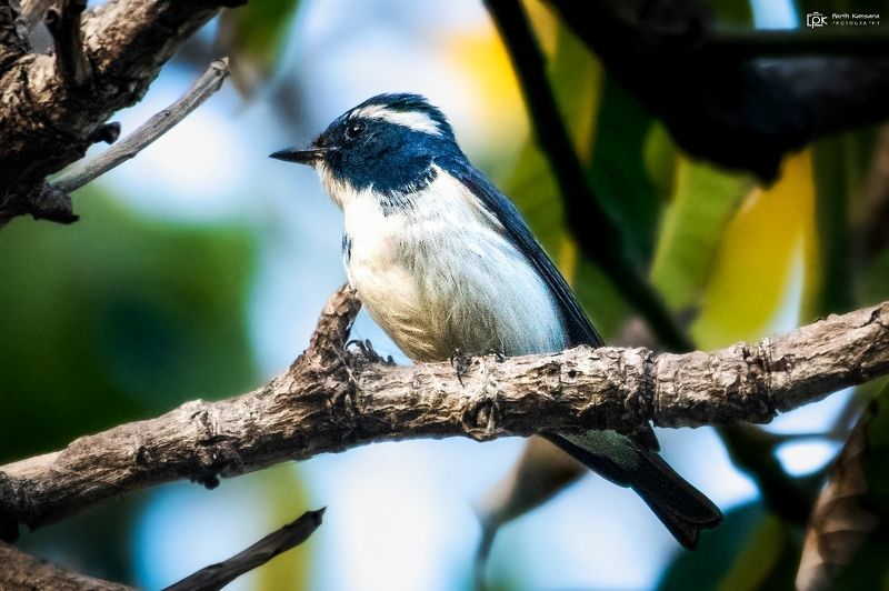ultramarine flycatcher, ficedula superciliaris, grk, greater rann of kutch, nature, 35awards, 35photo, wildlife, birds, birds of india, parth kansara, parth kansara wildlife, indian wildlife, photo, photography, kutch, birds of kutch, nakhatrana, kutch wi Ultramarine Flycatcher (Ficedula superciliaris)photo preview