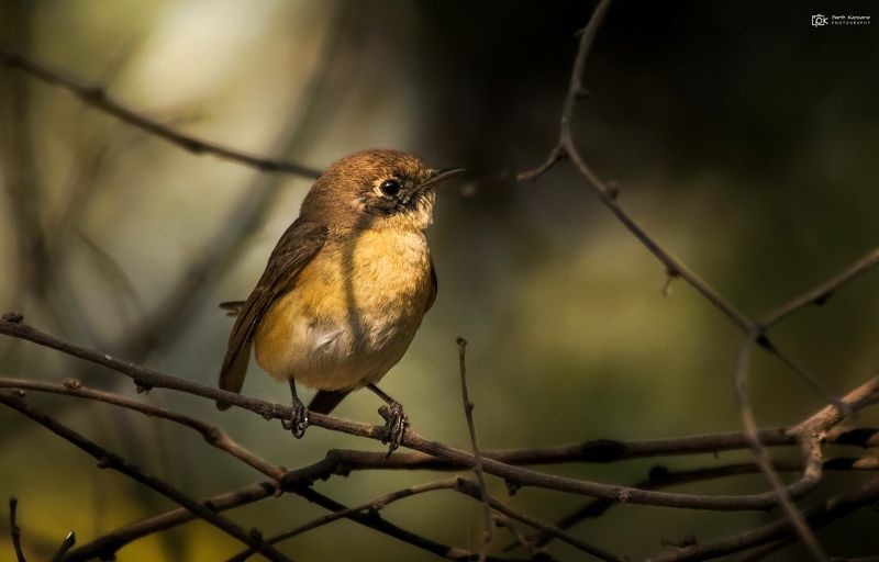 red-breasted flycatcher, ficedula parva, grk, greater rann of kutch, nature, 35awards, 35photo, wildlife, birds, birds of india, parth kansara, parth kansara wildlife, indian wildlife, photo, photography, kutch, birds of kutch, nakhatrana, kutch wildlife, Red-breasted Flycatcher (Ficedula parva)photo preview