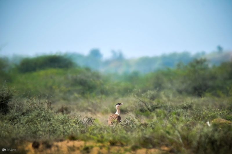 great indian bustard, ardeotis nigriceps, grk, greater rann of kutch, nature, 35awards, 35photo, wildlife, birds, birds of india, parth kansara, parth kansara wildlife, indian wildlife, photo, photography, kutch, birds of kutch, nakhatrana, kutch wildlife Great Indian Bustard (Ardeotis nigriceps)photo preview