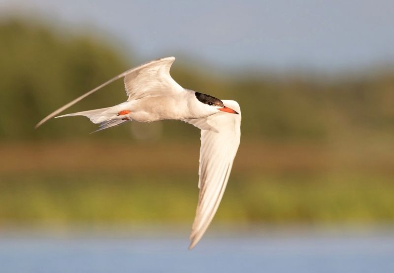 крачка, птица, фотоохота ,речная крачка, полёт, birds, птицы, хотча Речная крачкаphoto preview
