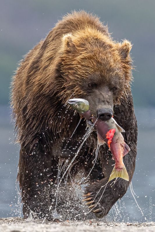 Икорный улов.photo preview