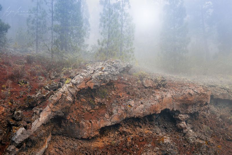 Tайна природыphoto preview