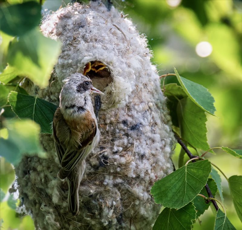 птица, ремез, гнездо, детки, птенцы, родители, любовь, без улыбки невозможно...photo preview