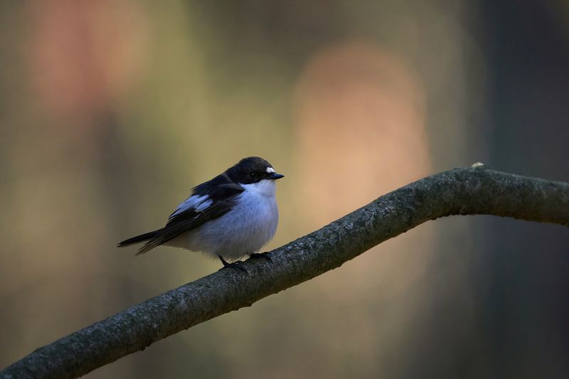 European pied flycatcher,pied flycatcher,flycatcher,мухоловка-пеструшка,черноголовая мухоловка,мухоловка,Ficedula hypoleuca, Мухоловка-пеструшка фото превью