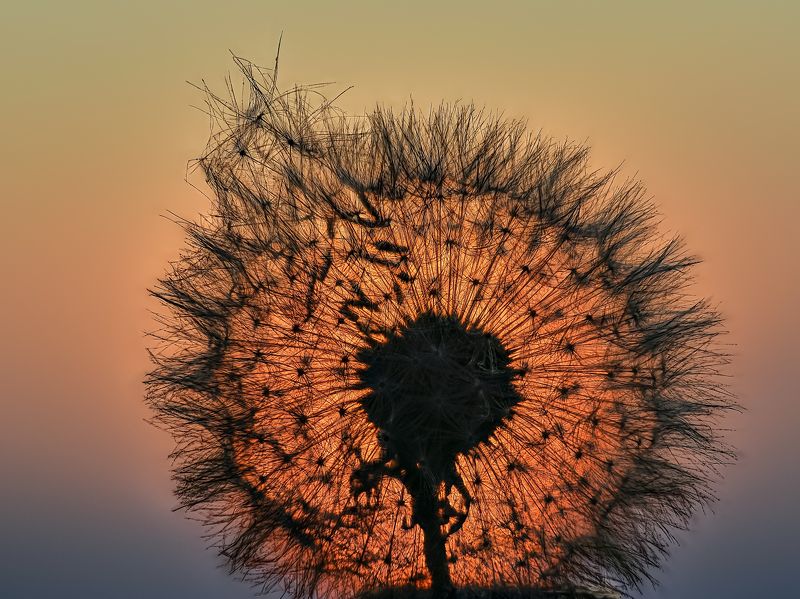 закат., одуванчик Одуванчиковый закат.photo preview