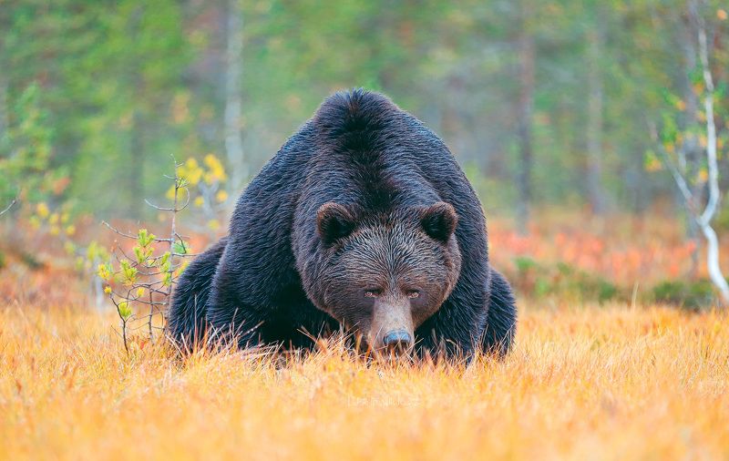 На старт, внимание .... фото превью