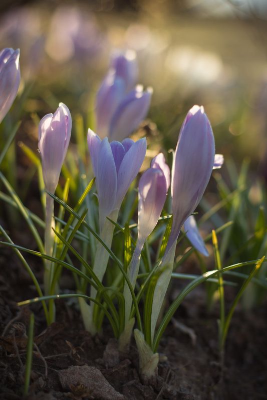 крокусы, подснежники, весна, цветы photo preview
