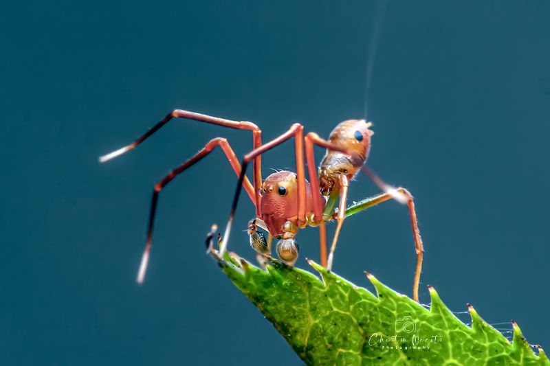 Amyciaea, spider, ant, small, animal, tropical, antennae, beautiful, forest, macro, orange, legs, long, eyes Amyciaeaphoto preview