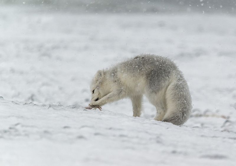 чукотка,арктика,север,зима,снег,песец белый, Морской клоп - такой вкусный!photo preview